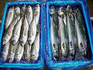 鮮魚