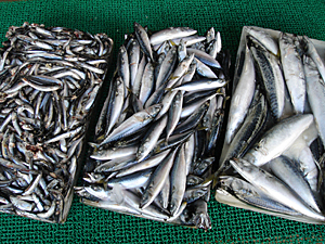 養殖漁業用冷凍飼料